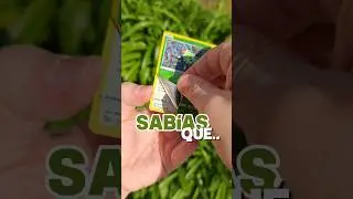 Sab&iacute;as esto de Ditto? 🧐❓🤔 #ditto #pokemongo #pokemontcg #pokemon  #pokemoncards #cardmarket