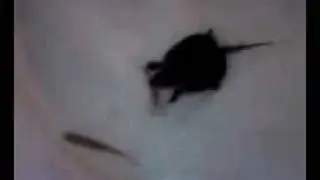 street turtle