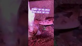Look At The Sound! 👀 Boa Constrictor Feeding #snakes ➡️