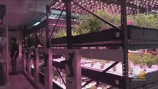 Basement To Table: New Farming Tech For NYC Eateries