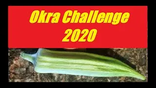 Sampson Farms 2020 Okra Challenge