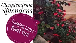 Lovely Blooms Of Flaming Glorybower Vine | #youtubeshorts