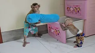 Monkey Joe And Jack Delightful, Obedient Carry Pillow In Box Prepared For Sleep