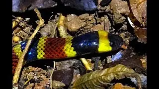 Coral Snake with Broken Pattern under Tin