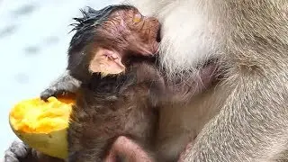 Lucas Newborn Baby Monkey Screaming | Leyla Monkey Walking Break Milk Feeding| Newborn Babies Monkey