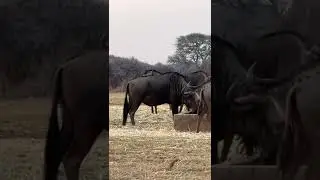 Bluewildebees with Bow shot placement