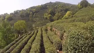 Visiting a Dragonwell Green Tea Farm - Valley of Tea