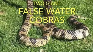 Snakes: meet my false water cobra pair