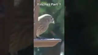 Finches: The Power Bird (Part 1)