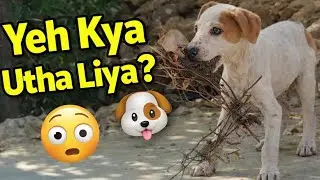 &ldquo;Funny Puppy Picks Up Mud & Sticks | So Confusing 😂🐶&rdquo;