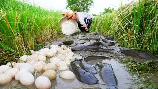 I Catch fish and pick duck eggs in rice field!