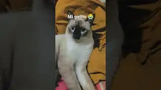 mi gatito te extra&ntilde;o mucho 😭