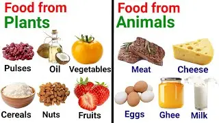 Food from animals and plants | Sources of food | Kids learning | #kids