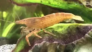 Wood Shrimp Feeding