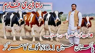 Rana Dairy Farm | Big HF Cow with Heavy Udder 🐄 cows | Premium cows