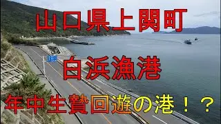 【海中動画】第53巻：山口県上関町白浜漁港！の巻