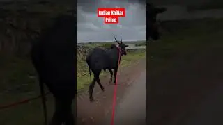 Indian Khillar prime🖤🖤👍👍 #cow #Khillar #bullfarm #sharyat #shorts #animals #baliraja #subscribe