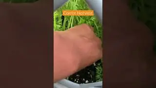 Harvesting a carrot from my balcony container garden