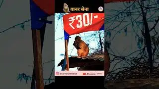#alearnerabhishek #alearner #monkey #monkeys #monkeyvideo #vanarsena