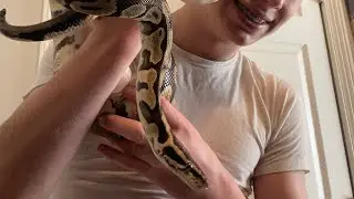 RG Live! Ball Python Facts and Care! 