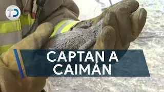 Captan a Caimán en departamentos; generó gran alarma