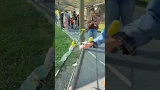 На девушку напали птицы! #шорты