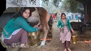Finger cow milking by hand village girl#milking #cow#buffalo#desiviilagelife#farminglife#animals 