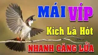 Ch&agrave;o m&agrave;o m&aacute;i h&oacute;t k&iacute;ch trống#chaomaomai CH&Agrave;O M&Agrave;O M&Aacute;I VIDEO 4K422