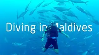 Diving in Maldives with Sea Retreats Thulusdhoo [HD]