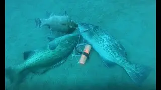 twin gags, one hog, 20 lb of lionfish