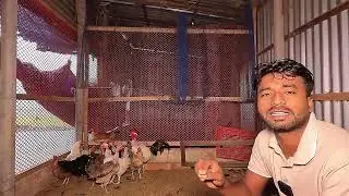 আমার বাড়ির দেশি মুরগি কেমন ডিম দেয়? 🥚 দেশি মুরগি কি ডিমের জন্য পালন করা উচিত? সম্পূর্ণ সত্য