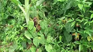 Wild Philodendron | Philodendron in the wild and many more