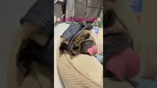 Making my dog a bucket hat