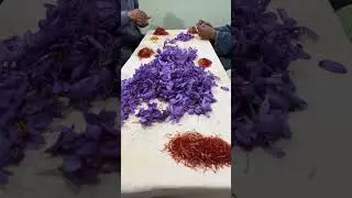 &bull;REDGOLD&bull; Stigma separation from saffron flowers|| #REALREDGOLD #SAFFRON #PAMPORE #gold #spices
