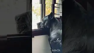 cane corso dog #shorts #tiktok #pets #funny #cute #newvideo