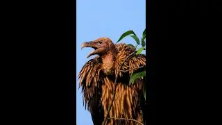 Himalayan griffon Vulture #rarebirds #nature #shorts