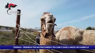 Maltrattamento di animali: salvati cani, cavalli e un cammello