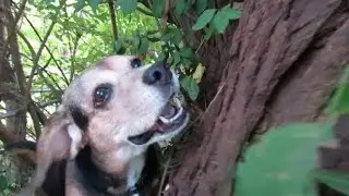 Puppy obsession