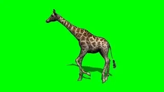 giraffe walking - with shadow - green screen 3