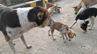 Best pedigree for street dogs || Arin dogs vlog