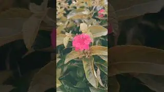 Flowers🌸🌺🌻🌹🌷🌼💐#gardenflowers #flowers #nurserylive #garden #plants #fruit #terrace #viralshorts