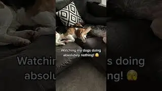 It happens sometimes #ukdogs #dogssleeping