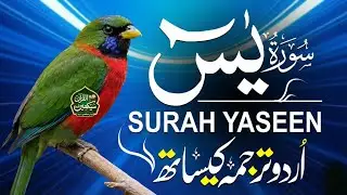 Surah Yasin - Heart of Quran | Deep Relaxation & Peace | Beautiful Recitation With Urdu Tarjuma