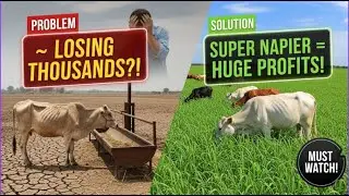 Super Napier CO5 &ndash; The Fodder That Can Double Your Profits (Complete Guide)