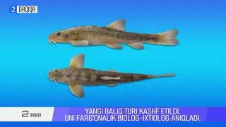 Yangi kashf etilgan tur haqida Farg'ona TV 2 daqiqa yangliklar dasturida