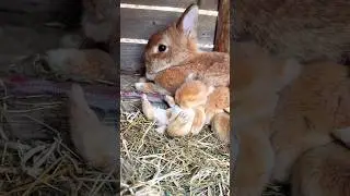 #gulzarrabbit #rabbithunting #viral #vlog#bunny #birds #video #animals#Rabbitforming
