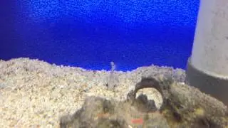 Two spot goby, Signal goby (Signigobius biocellatus)