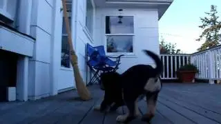 Cute puppy barking at a broom