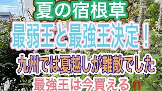 【ガーデニング】宿根草、夏の最弱王と最強王はどの子⁉️九州では冬越しよりも夏越しが難しい😓夏越しした最強王は今買えます‼️【夏越し】【失敗】