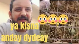 snake eggs in master cage 😳😳😳😳 #petsvlog #birds #snakeegg #youtube 